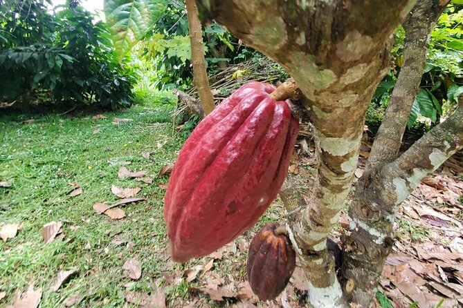 Traditional Chocolate Making in Belize - Traditional Cacao Farming Practices