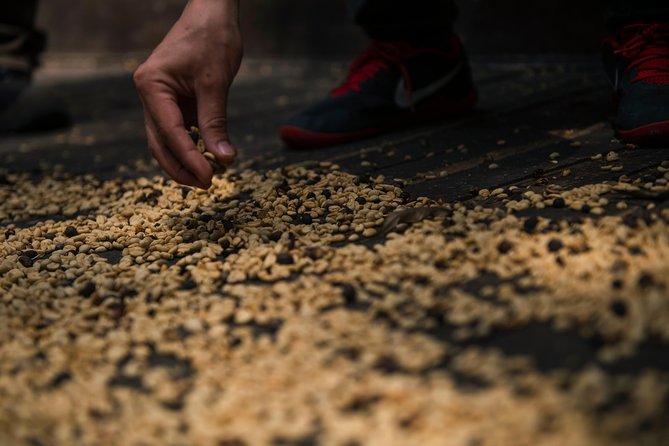 Traditional Coffee Farm Experience at Hacienda Coloma From Bogotá - Tour Highlights