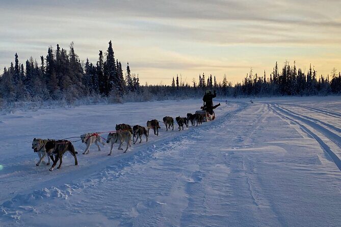 Traditional Dog Sledding Adventure in Yellowknife - A Closer Look at the Dog Sledding Adventure in Yellowknife  
