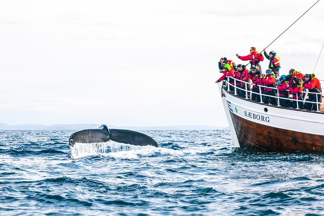 Traditional Oak Ship Whale Watching Tour From Husavik - Customer Reviews and Positive Experiences