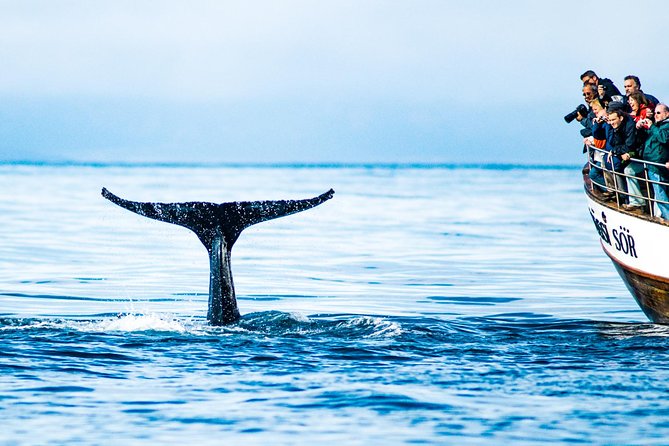 Traditional Oak Ship Whale Watching Tour From Husavik - Whale Sightings and Recommended Tour