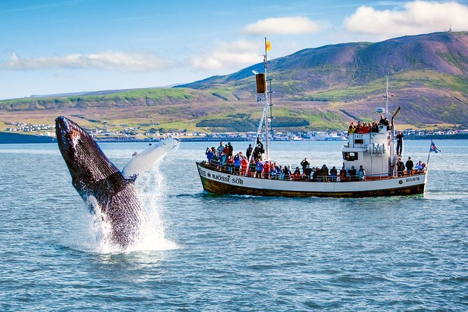 Traditional Oak Ship Whale Watching Tour From Husavik - Common Questions
