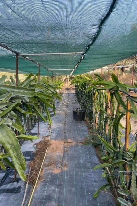 Traditional Olive Grove and Dragon Fruit Farm Tour - Inclusions