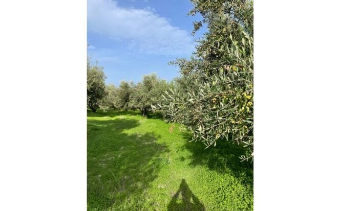 Traditional Olive Grove and Dragon Fruit Farm Tour - Meeting Point