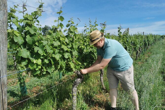 Traditional Visit and Tasting - Tour Experience