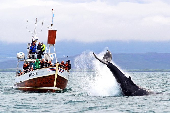 Traditional Whale Watching Tour From Húsavík - Traveler Reviews