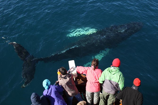 Traditional Whale Watching Tour From Húsavík - Weather Conditions