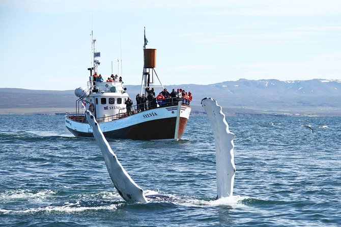 Traditional Whale Watching Tour From Húsavík - Boat Speed and Whale Behavior