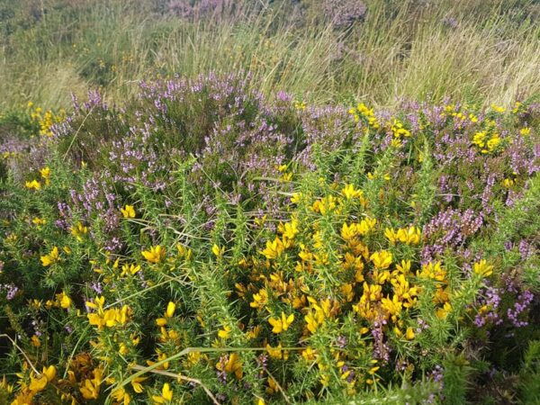 Trails and Tombs of the Dublin Mountains Trek - Return to Dundrum