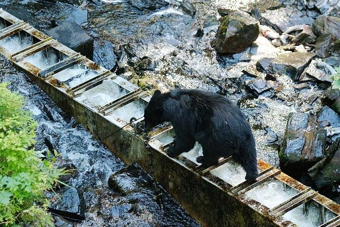 Traitors Cove Bear Viewing in Ketchikan, Alaska - Location and Accessibility