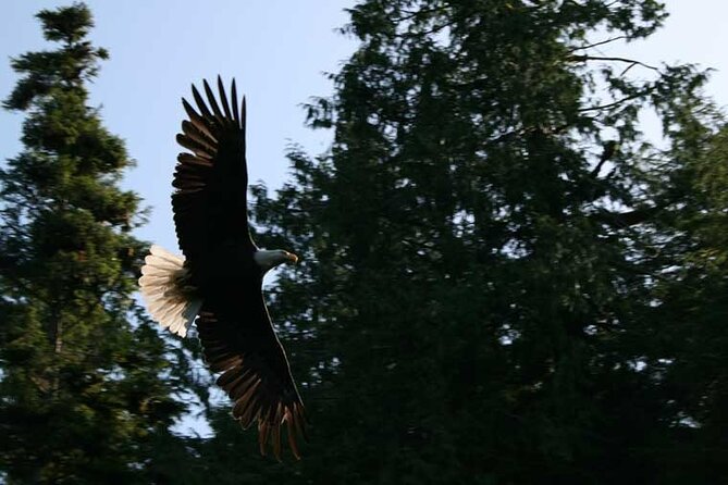 Traitors Cove Bear Viewing in Ketchikan, Alaska - Bear Viewing Tours