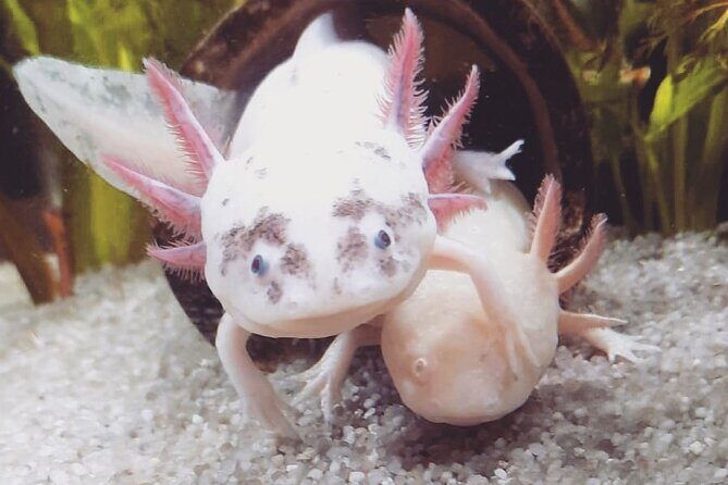 Trajinera ride in Xochimilco - Discovering Xochimilco: What This Tour Offers