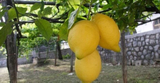 Tramonti: Lemon Gardens Tour With Local Product Tasting - Duration and Languages