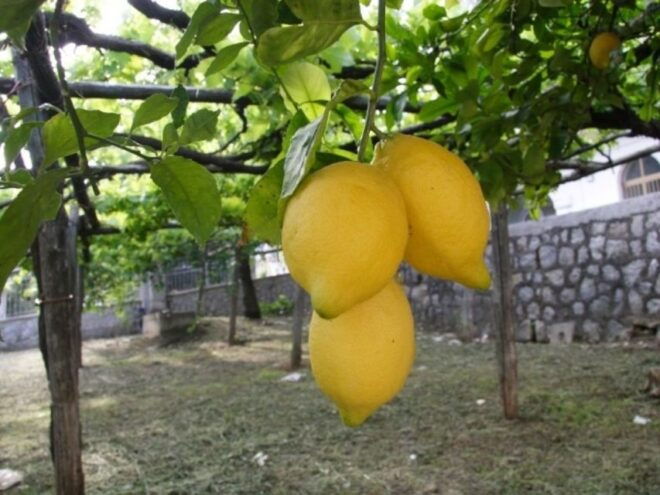 Tramonti: Lemon Gardens Tour With Local Product Tasting - Inclusions Provided