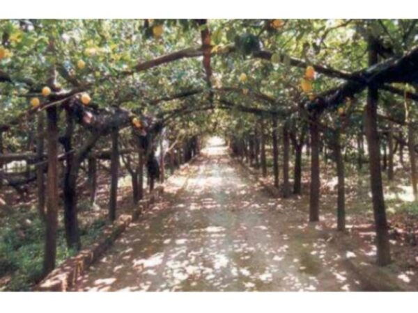 Tramonti: Lemon Gardens Tour With Local Product Tasting - Booking Information