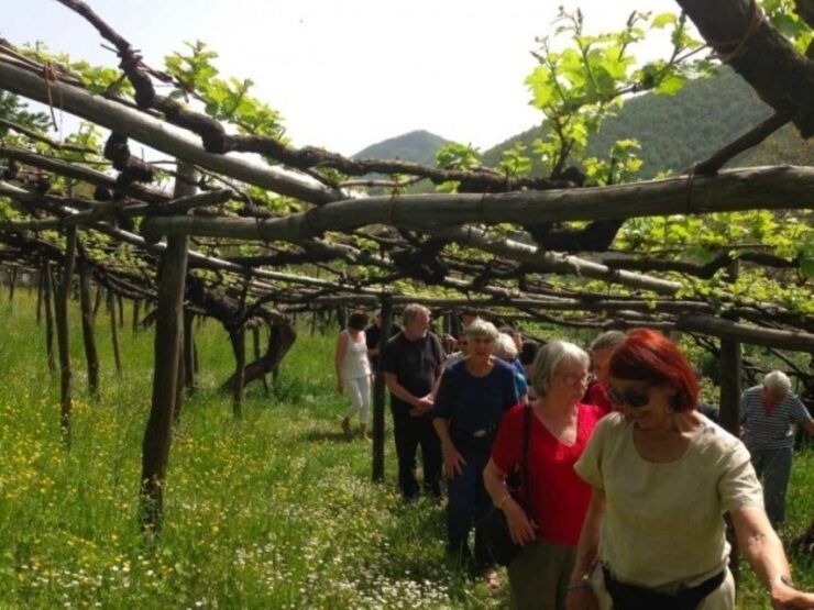 Tramonti: Tenuta San Francesco Wine Tasting - Wine Selections and Tasting Experience