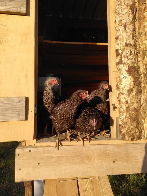 Trancoso: Farm eco-Tour with Tasting - An In-Depth Look at the Trancoso Farm Eco-Tour