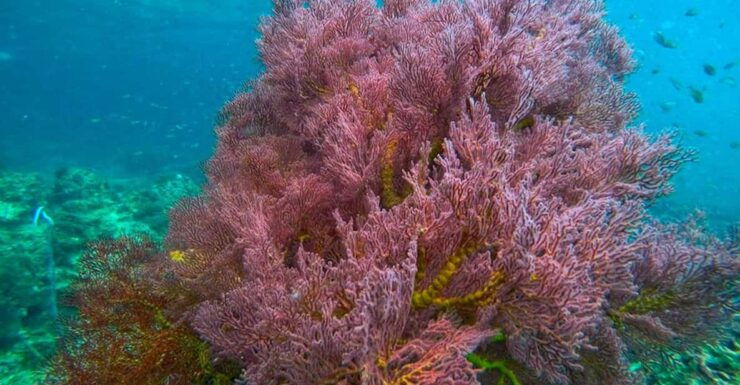Trang: Emerald Cave, Kradan, Chueak Snorkeling Boat Trip - Key Points