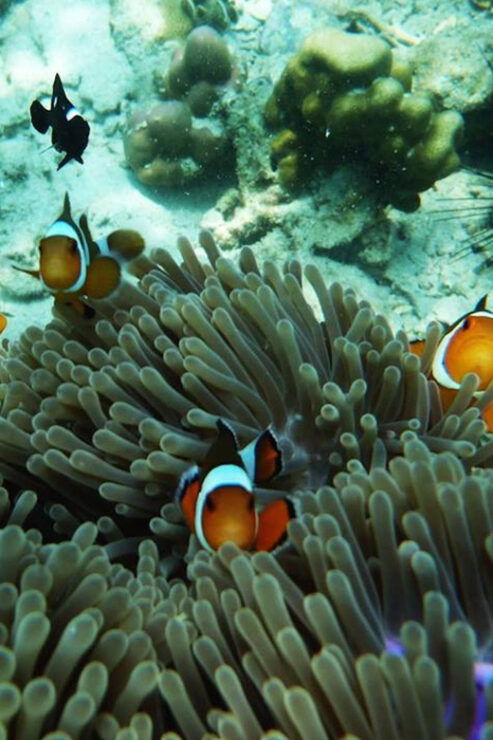 Trang: Emerald Cave, Kradan, Chueak Snorkeling Boat Trip - Itinerary Highlights