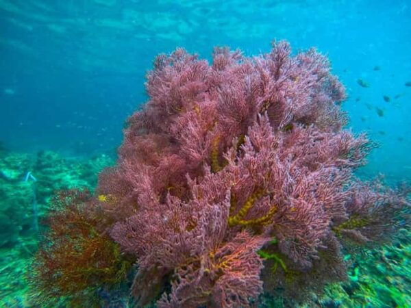 Trang: Emerald Cave, Kradan, Chueak Snorkeling Boat Trip - Break Down