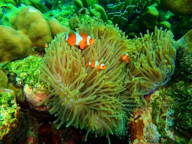 Trang: Full-Day Outer & Inner Ko Rok Private Speed Boat Tour - Inclusions and Exclusions