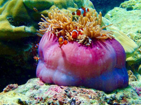 Trang: Full-Day Outer & Inner Ko Rok Private Speed Boat Tour - Recommendations for Travelers