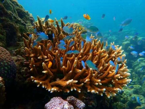 Trang: Full-Day Outer & Inner Ko Rok Private Speed Boat Tour - Booking and Cancellation Policies