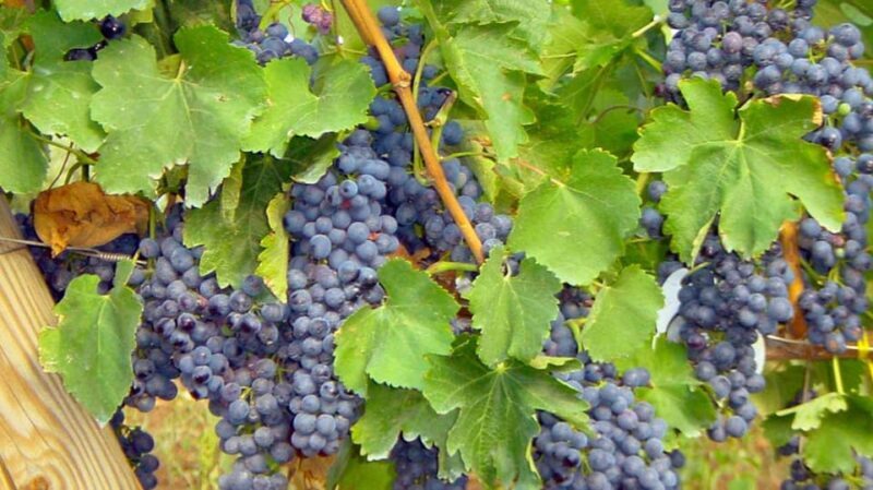 Trani Wine Tours: Flavors of Puglia - The Details that Matter: Practical Insights