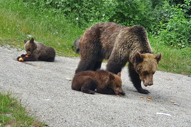 Transfagarasan Road Private Day Trip From Bucharest / the Best Road in the World - Transfagarasan Road Highlights
