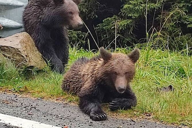 Transfăgărășan Top Gear Road, Wild Brown Bears, Small Group Max 8 - Directions