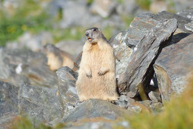 Transfagarasan, Vidraru and Poenari Fortress Tour From Sibiu - Tour Highlights