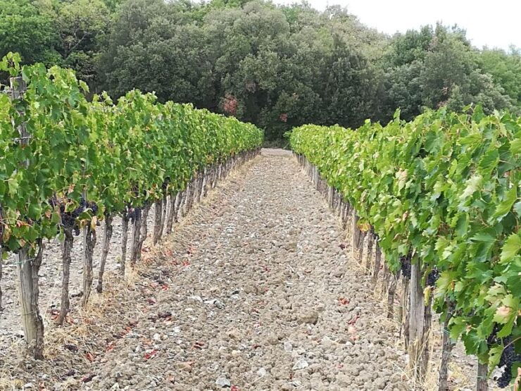 Transfer Florence-Siena With Visit to Chianti and Tasting - Good To Know