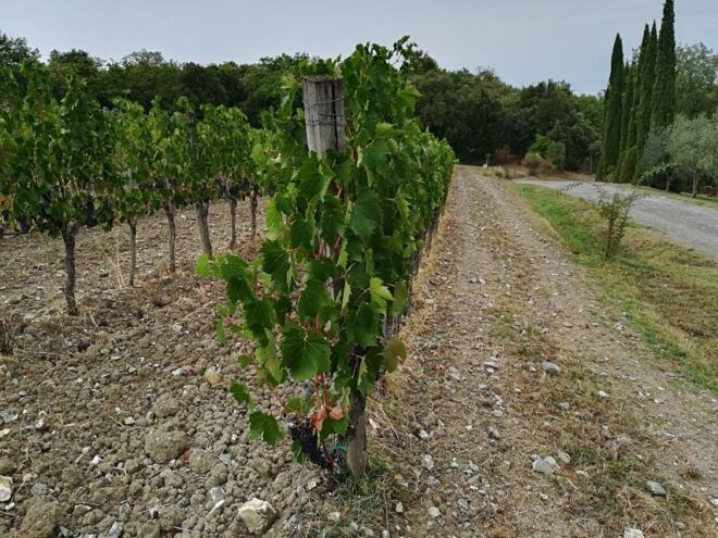 Transfer Florence-Siena With Visit to Chianti and Tasting - Inclusions