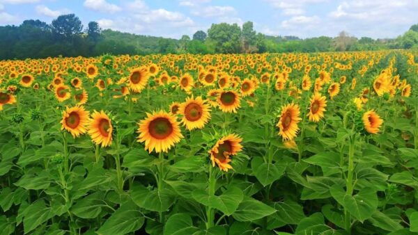 Transfer Florence-Siena With Visit to Chianti and Tasting - Frequently Asked Questions