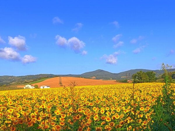 Transfer From Florence to Siena With Stop in San Gimignano - Monteriggioni Castle Visit
