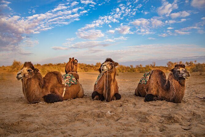 Transfer from Khiva to Bukhara by Fortresses - The Scenic Drive and Desert Life