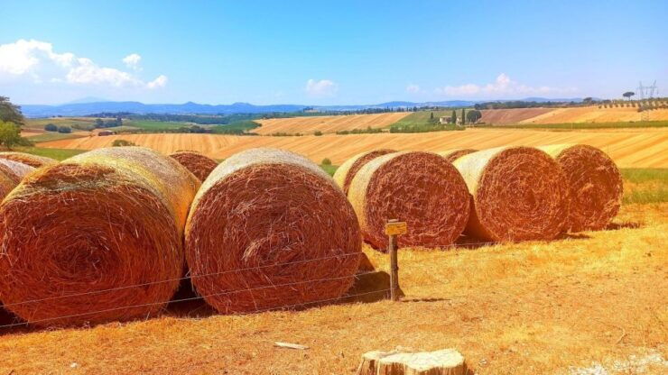 Transfer From Siena to Florence With Stop in San Gimignano - Good To Know