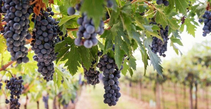 Transfer From Sorrento to Rome Area & Stop at Winery - Transfer Details