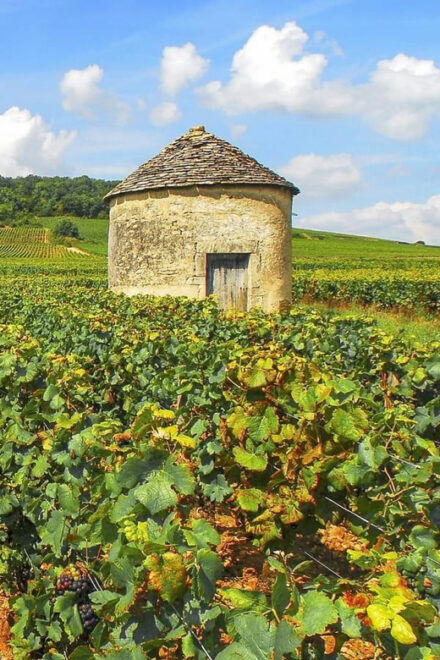 Transfer Paris : From Charles De Gaules Airport to Beaune - Culinary Delights