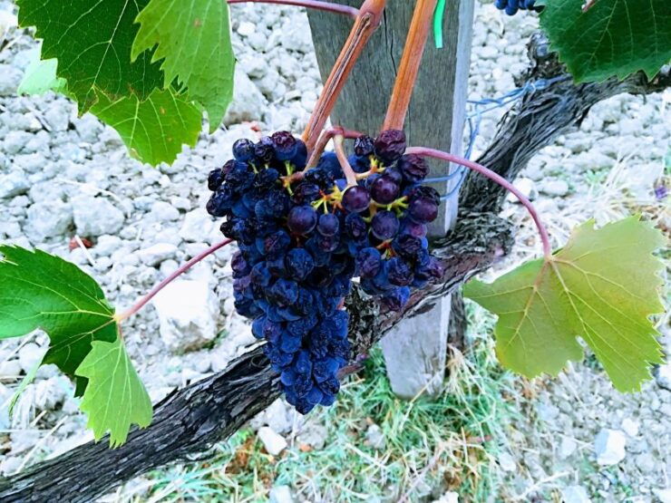 Transfer Siena-Florence With Visit to Chianti and Tasting - Tour Pricing and Duration