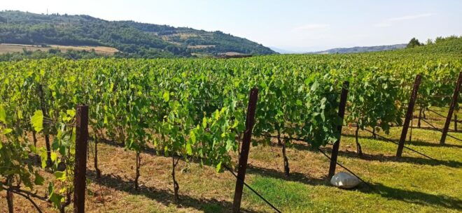 Transfer Siena-Florence With Visit to Chianti and Tasting - Highlights of the Experience