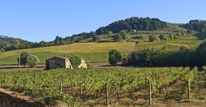 Transfer Siena-Florence With Visit to Chianti and Tasting - Inclusions in the Package