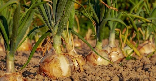 Transfer to Bevagna & Cannara From Assisi - Cancellation Policy and Reservation