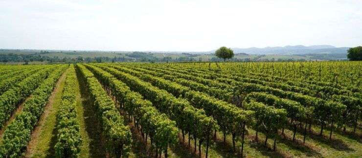Transfer to Montefalco - Bevagna From Assisi - Activity Details