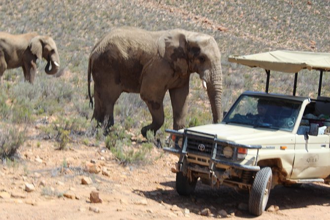 Transfer To Safari- Aquila From Cape Town Excluding Entry Fees Full Day - Itinerary Overview