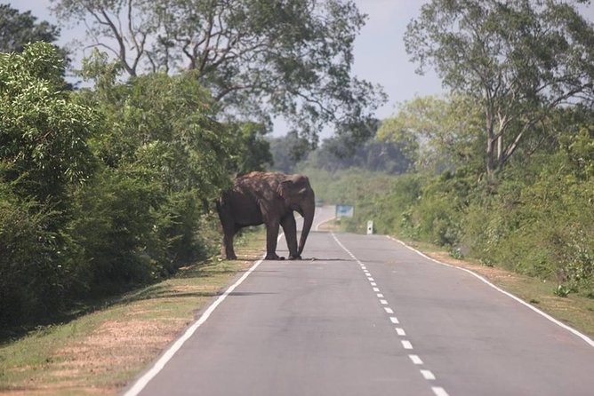 Transfers Shuttle and Taxi Services From Kandy - Service Details