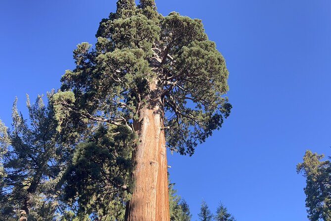 Transformative Outdoor Day Retreat Among the Giant Sequoias - A Deeply Refreshing Day Among the Giant Sequoias