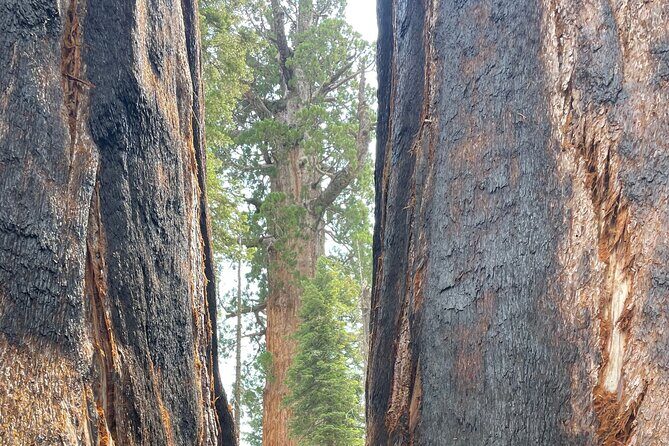 Transformative Outdoor Day Retreat Among the Giant Sequoias - Good To Know