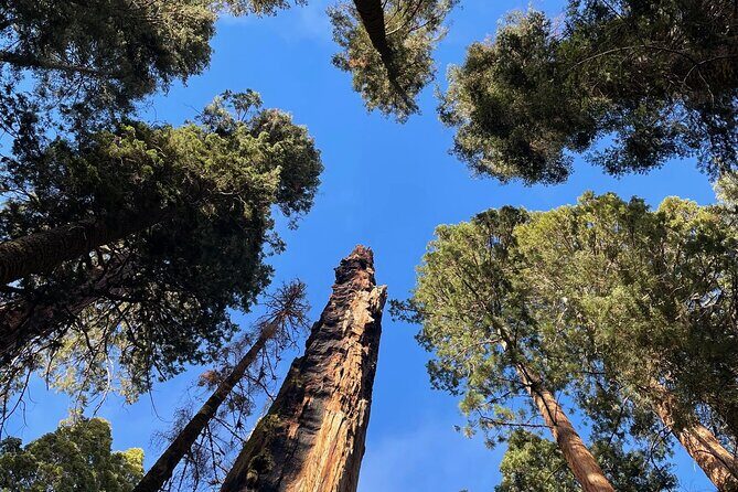Transformative Outdoor Day Retreat Among the Giant Sequoias - The Experience of the Guide: Alysia’s Unique Touch