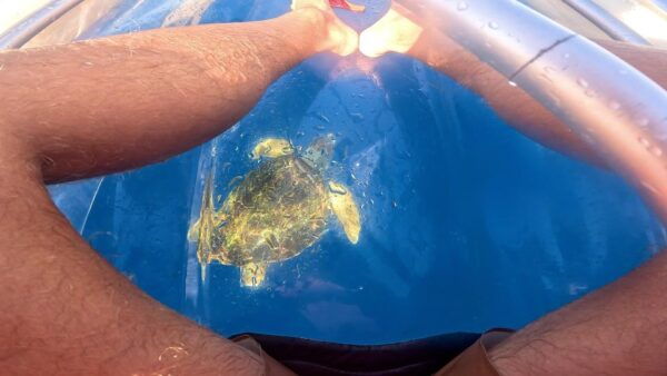 Transparent Kayak Experience in Tenerife South - Equipment and Safety Information